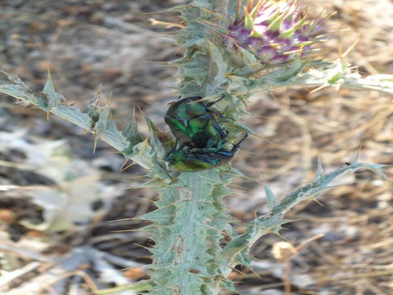 E''  un C. aeroginosa questo? No, Protaetia cfr. affins e Protaetia angustata